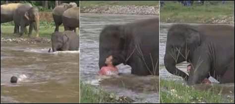 Elephant saving drowning man