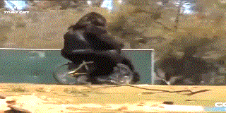 Gorilla rides a bicycle, throws it away after falling off