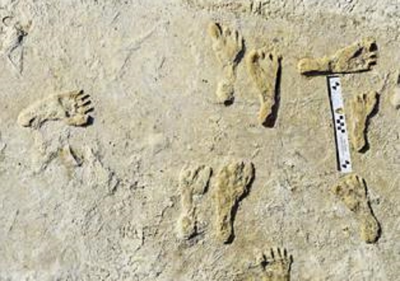 Oldest human footprints in North America found