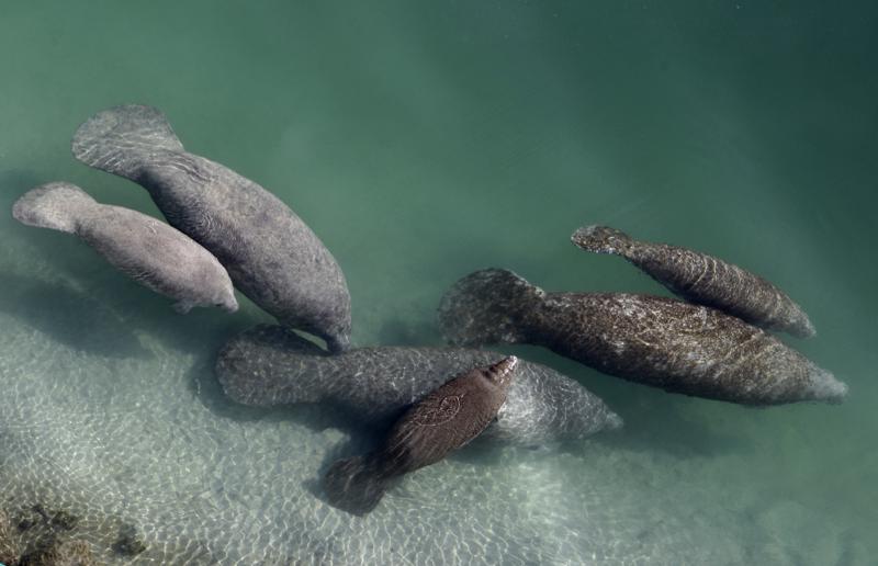 Manatee deaths soar as polluted water kills seagrass