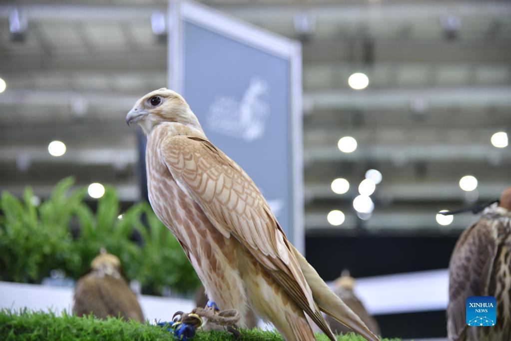 Falcons up for sale at Saudi Falcons Club Grounds in Riyadh, Saudi Arabia