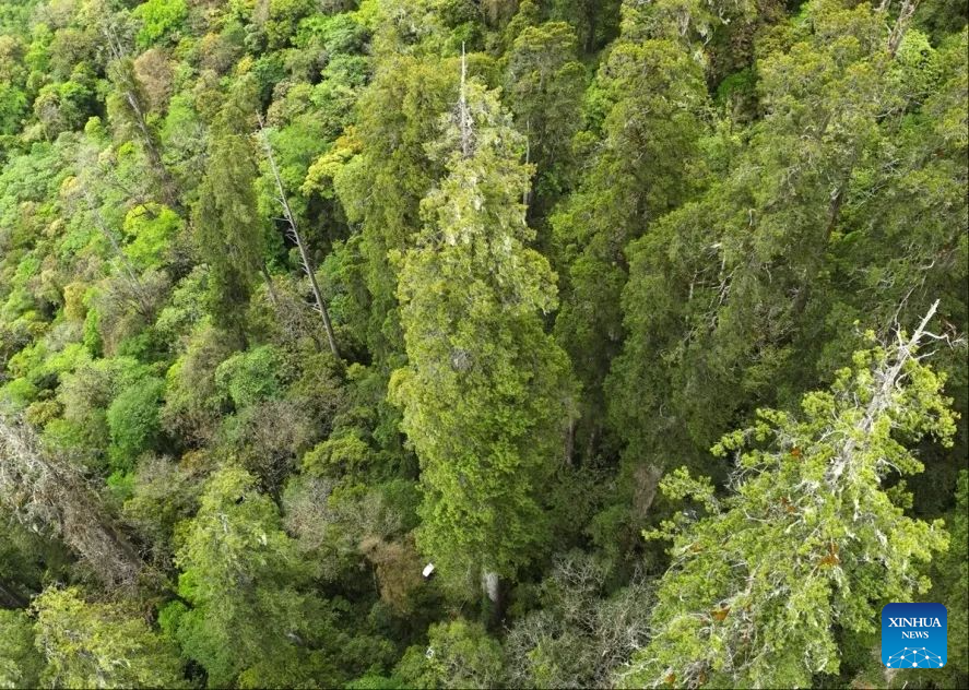 New record of tallest tree found in Tibet