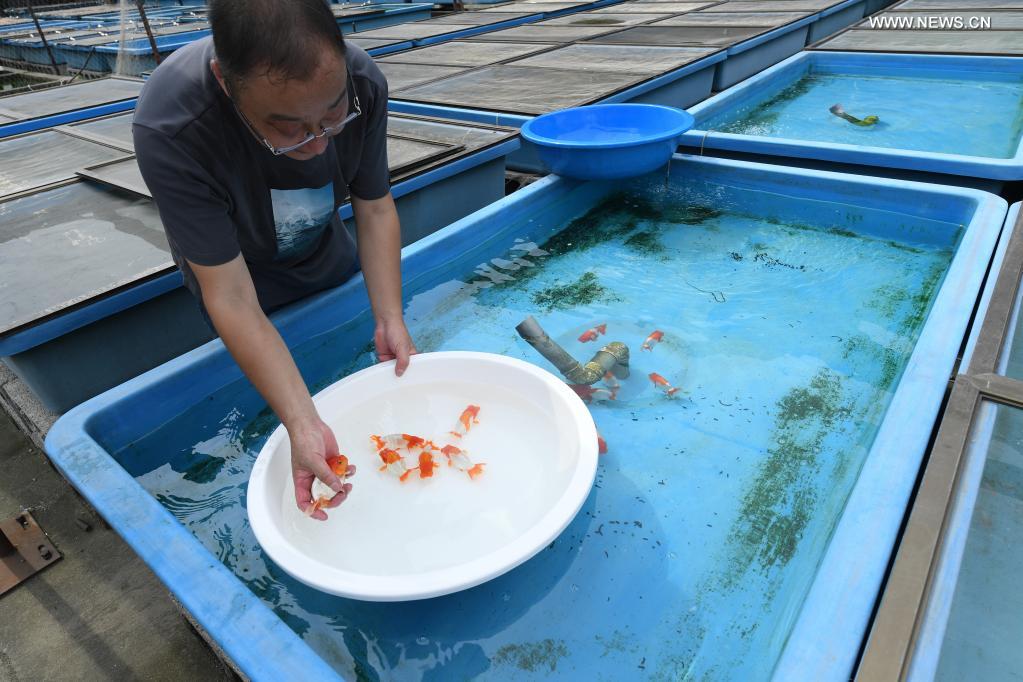 In Pics: goldfish raiser in Shaoxing, east China’s Zhejiang