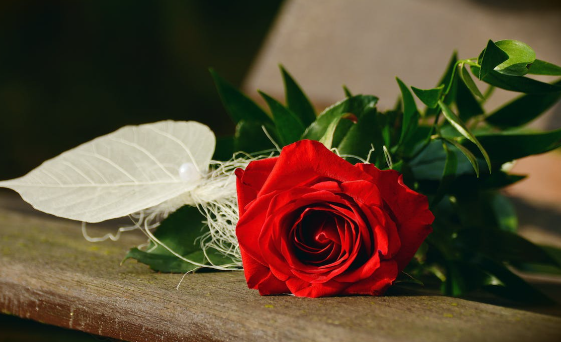 Rose Day: Rose varieties & their meaning