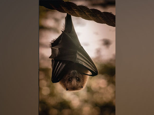 Bats communicate and work together