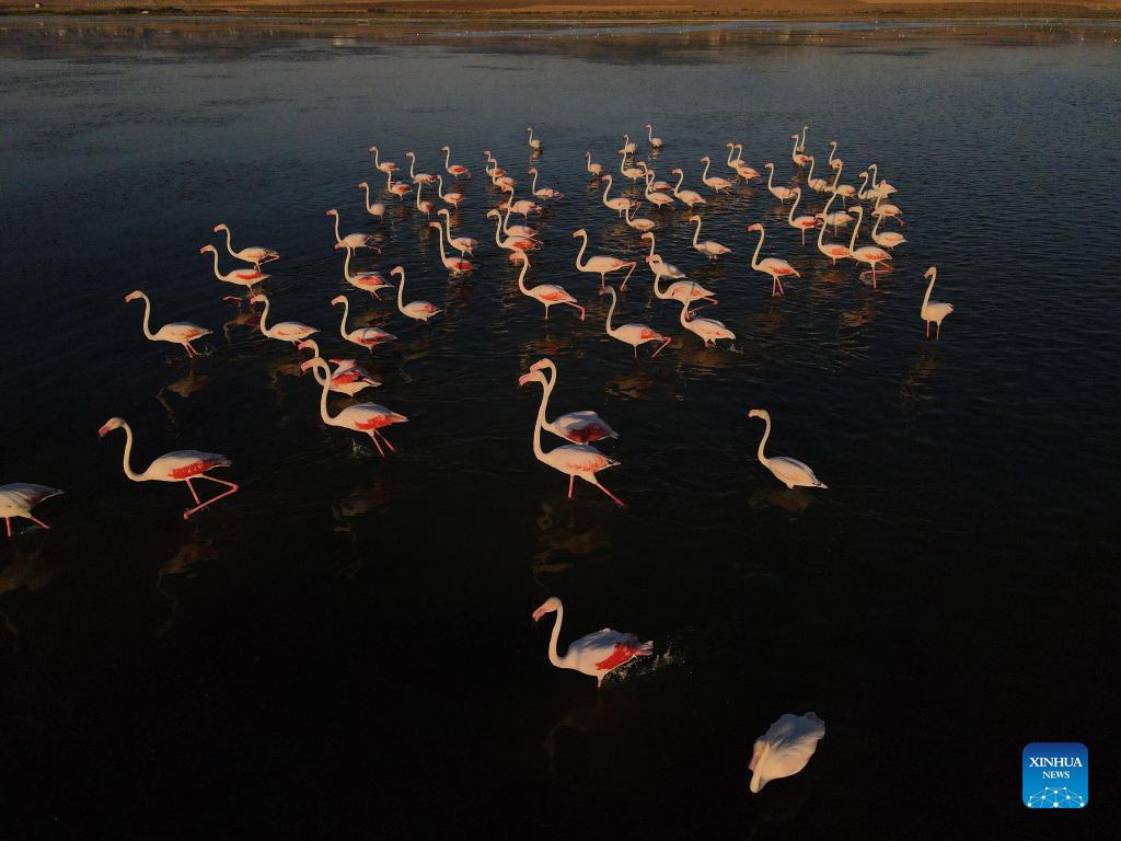 Flamingos in Mogan Lake in Turkey