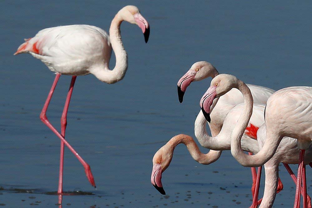 Cyprus activists: Hunters’ lead pellets threaten flamingos