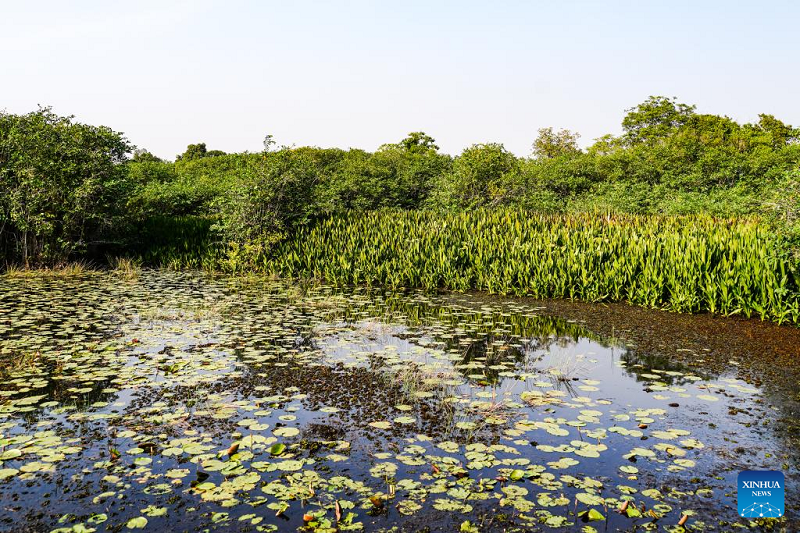 Emphasis on stopping unnecessary deforestation