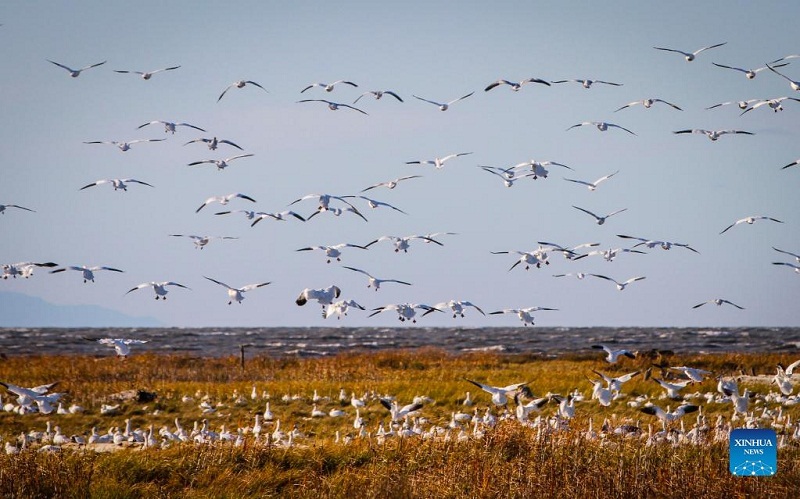 Snow geese in Canada