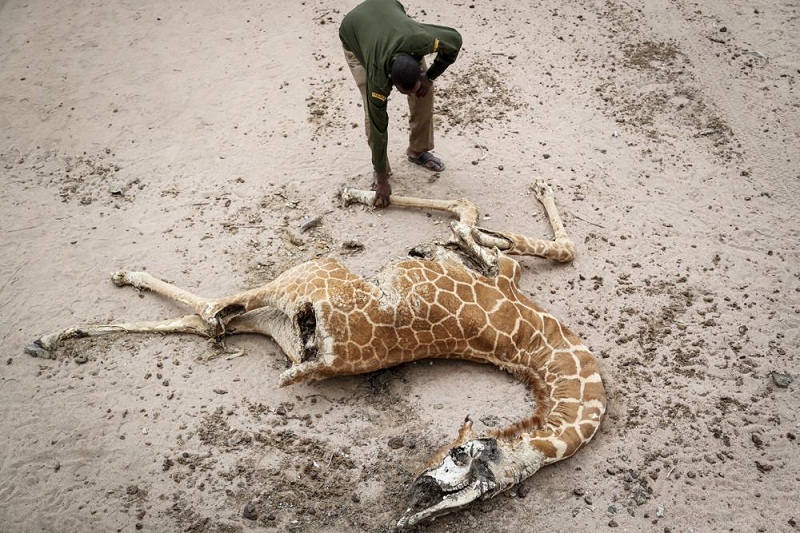 ‘If they die, we all die’: Drought kills in Kenya