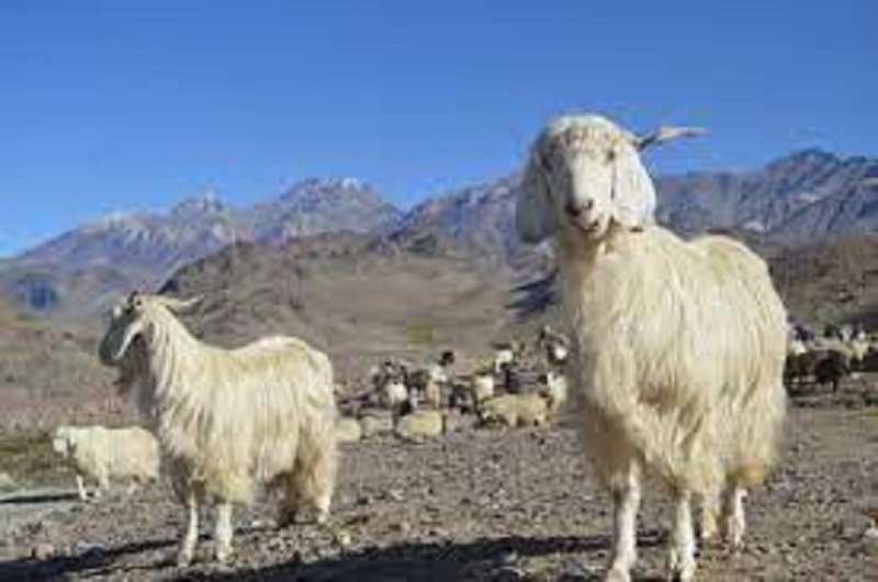 Rs 350 million earned selling Himalayan goats