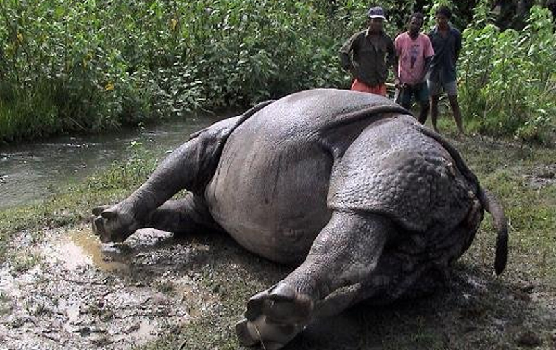 Rhino electrocuted in Chitwan