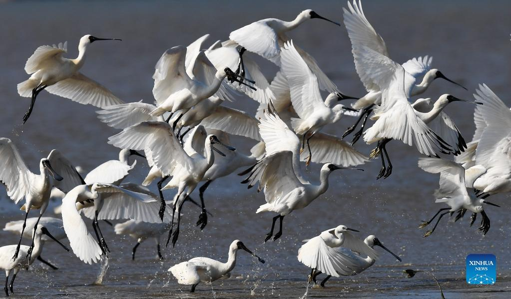 In pics: black-faced spoonbills in Hainan