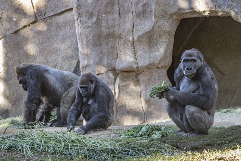 Gorillas test positive for coronavirus at San Diego park