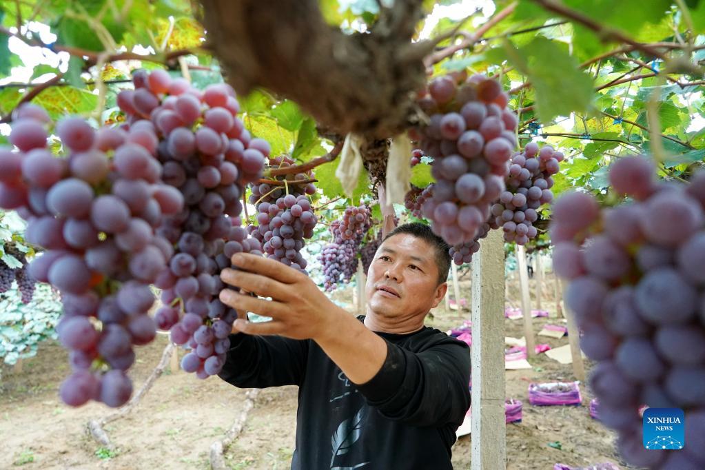 Grapes enter harvest season in China