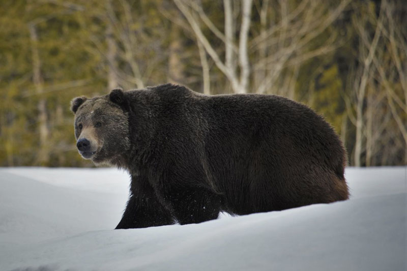 Grizzlies expand turf but still need protection