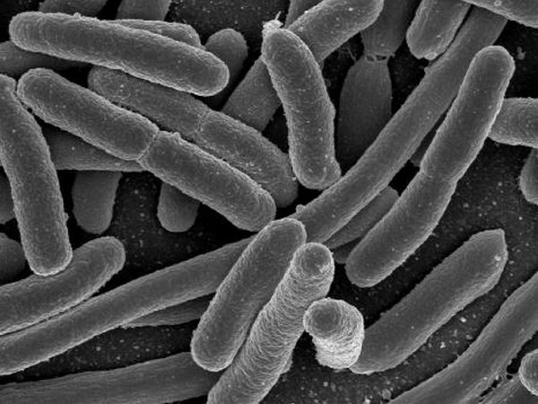 Gut microbiota regulates abdominal functions: Study