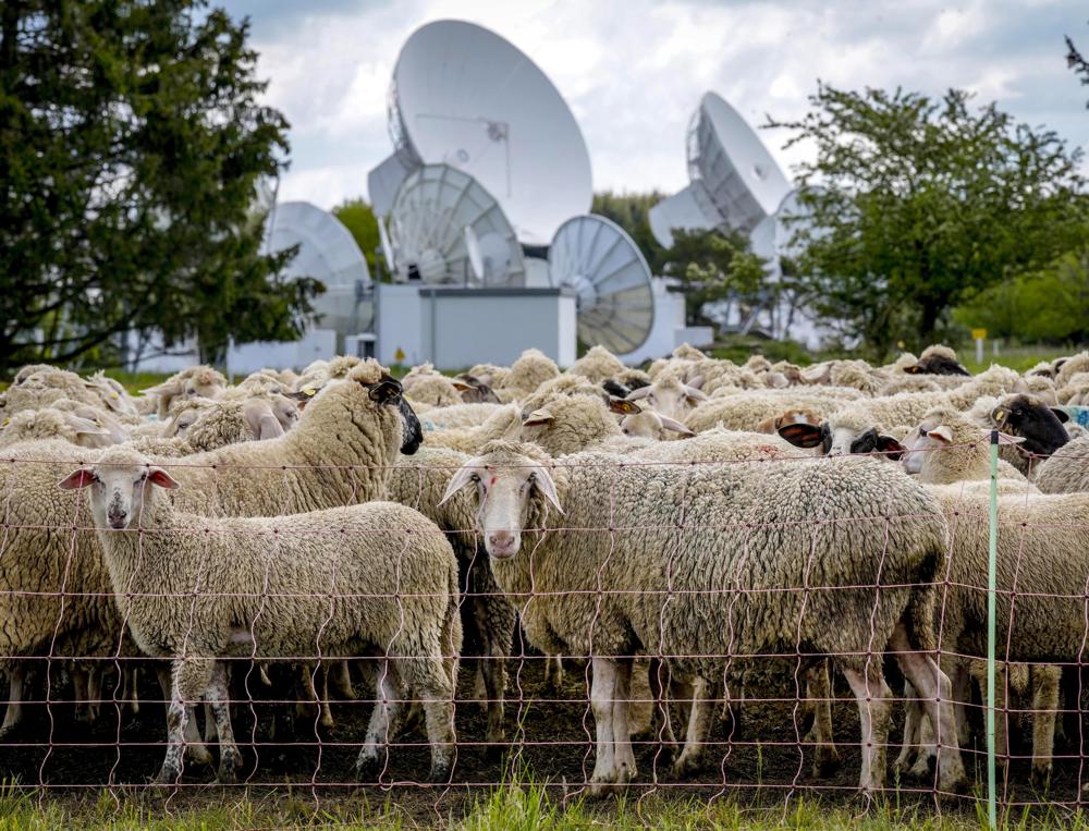 Dog ejected from car crash found herding sheep