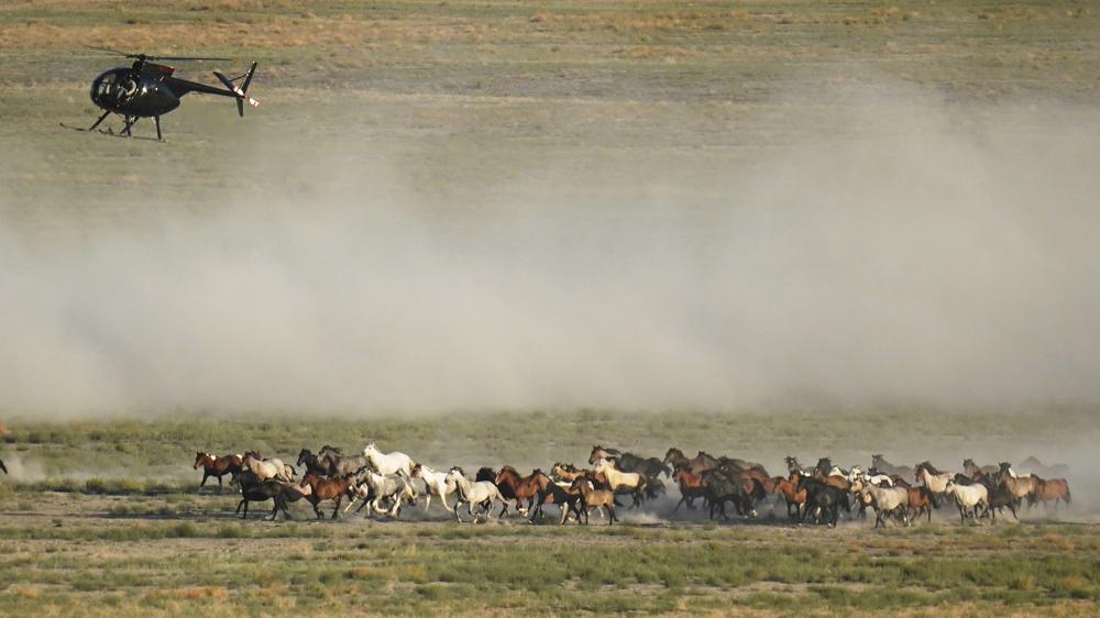 Mustang roundups fuel deepening debate as drought grips West