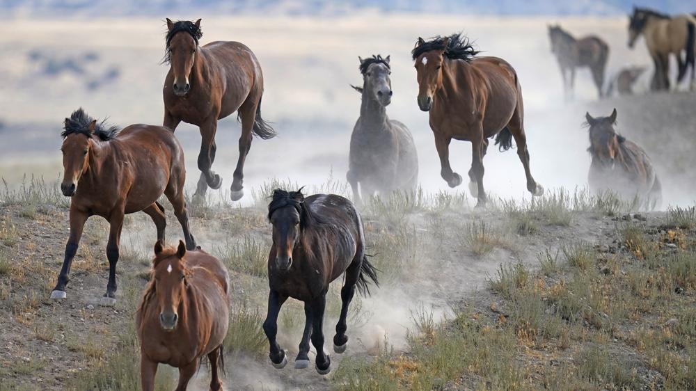 $20K reward for info on killings of 5 wild horses in Nevada