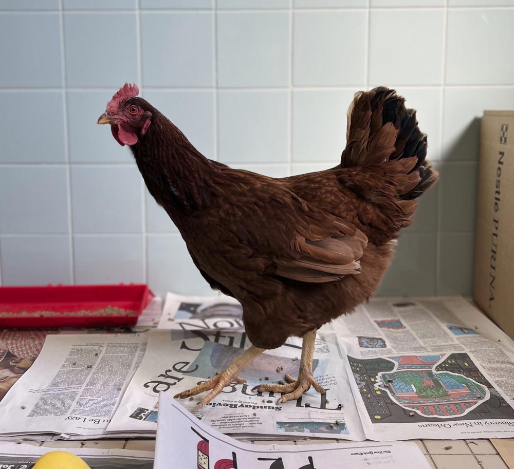 Wandering hen taken into custody