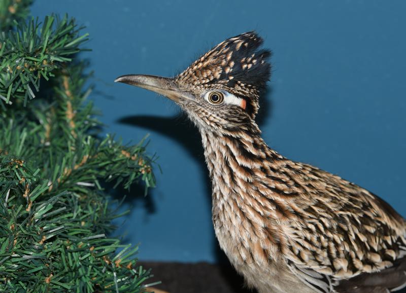 Roadrunner, going faster, ends up in Maine after hitchhike