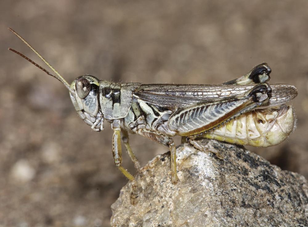 US western drought brings another woe