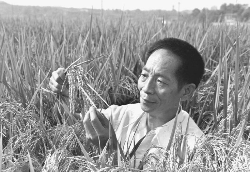 UN praises “Father of Hybrid Rice” as true food hero