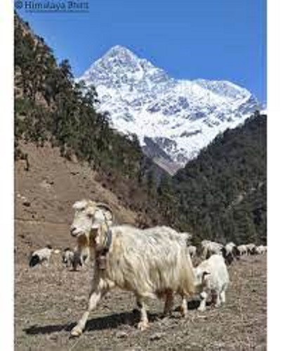 Himalayan Goats being brought to Kathmandu from Darchula