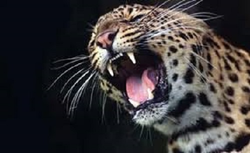 Leopard kills 11-year-old girl in Tanahun