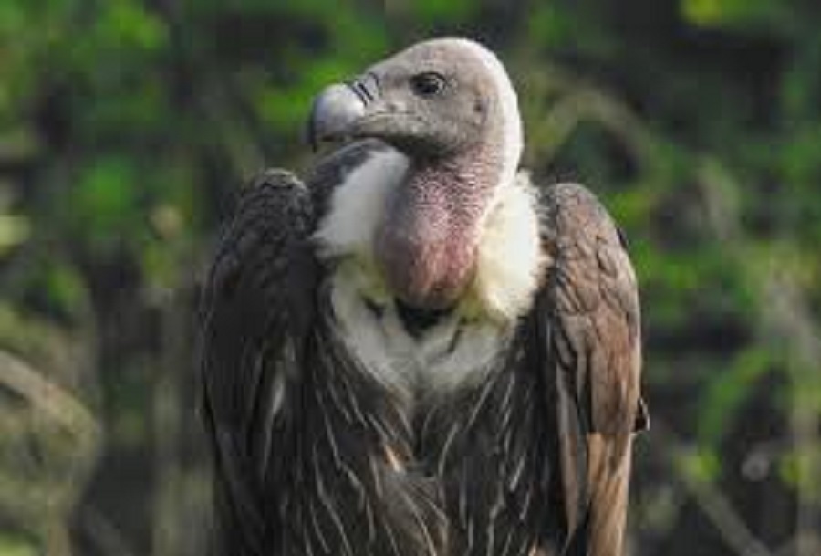 387 vultures found in Pokhara and surrounding areas