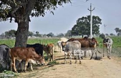 Stray cattle pose risks at Bhimdatta Municipality