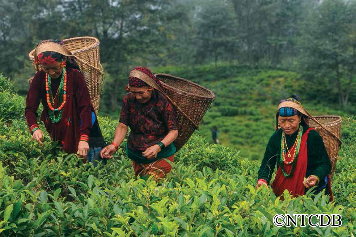 Nepali Tea now with barcodes