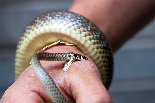 Mugu district sans snakebite treatment centre