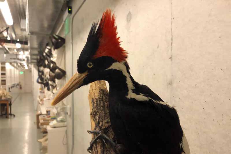 US says ivory-billed woodpecker, 22 other species extinct