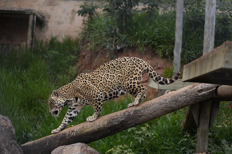 Scientists test frozen jaguar semen to help species