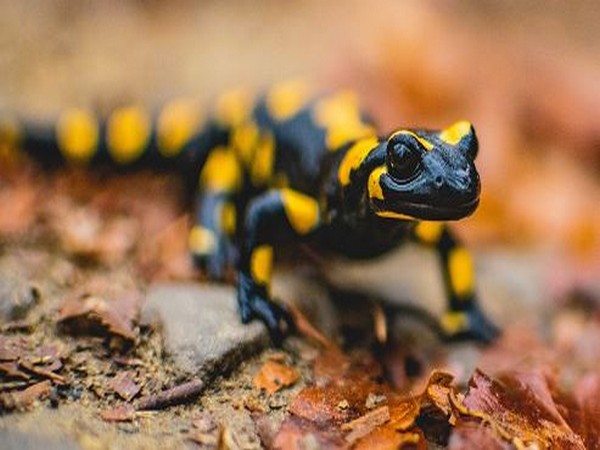 Climate change affects distribution of salamander