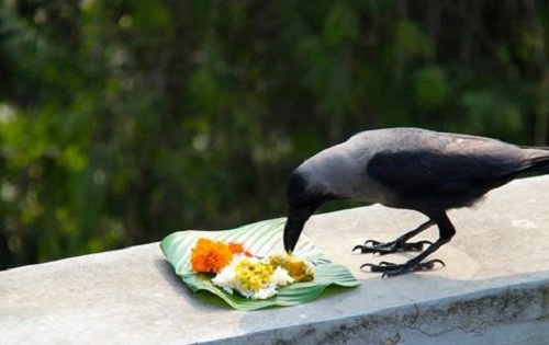 Kaag Tihar celebrated today