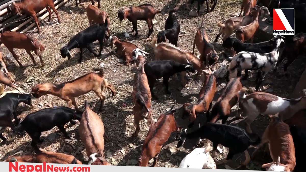 Goats to be imported in Valley from Friday: FMTC