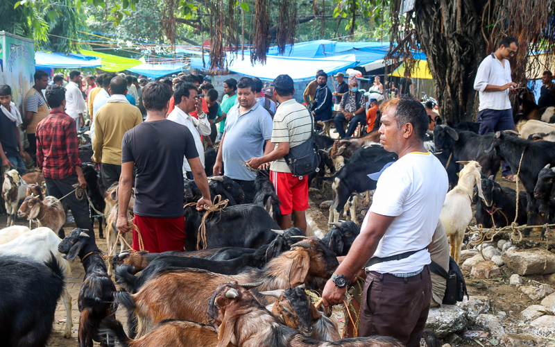 Goat prices rise amid Dashain despite supply glut