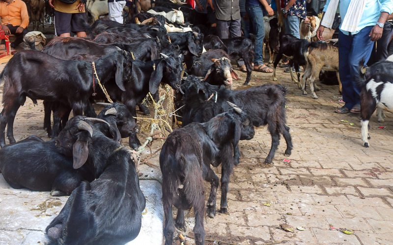 Cooperatives sells goats worth 7 million in Dashain