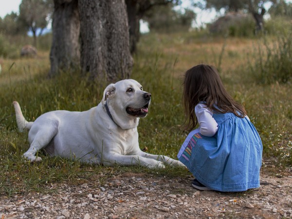 Overweight dogs respond well to high-protein, high fibre diet