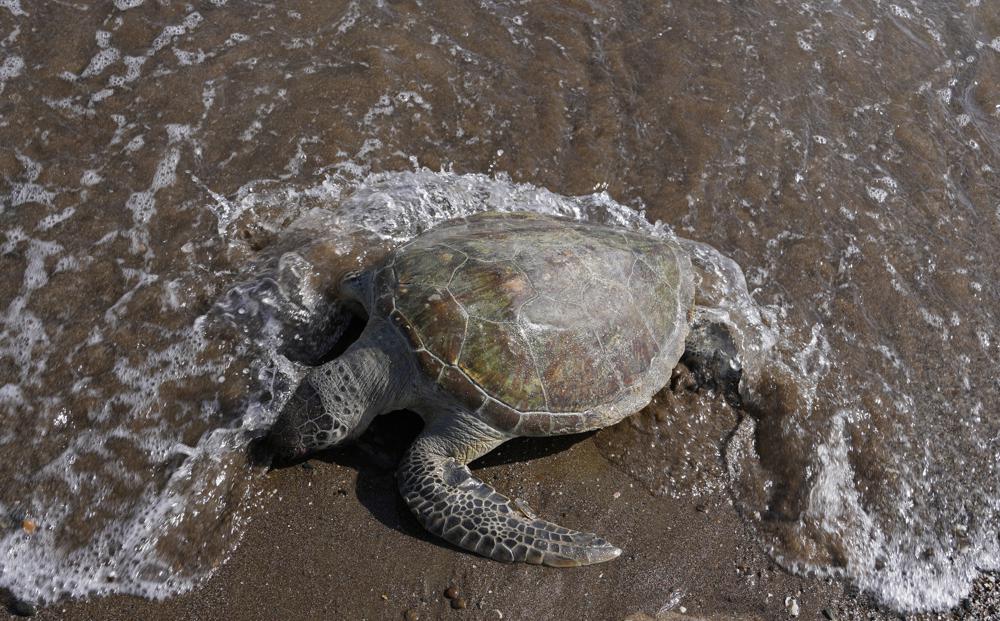 Turtles dying from eating trash show plastics scourge in UAE