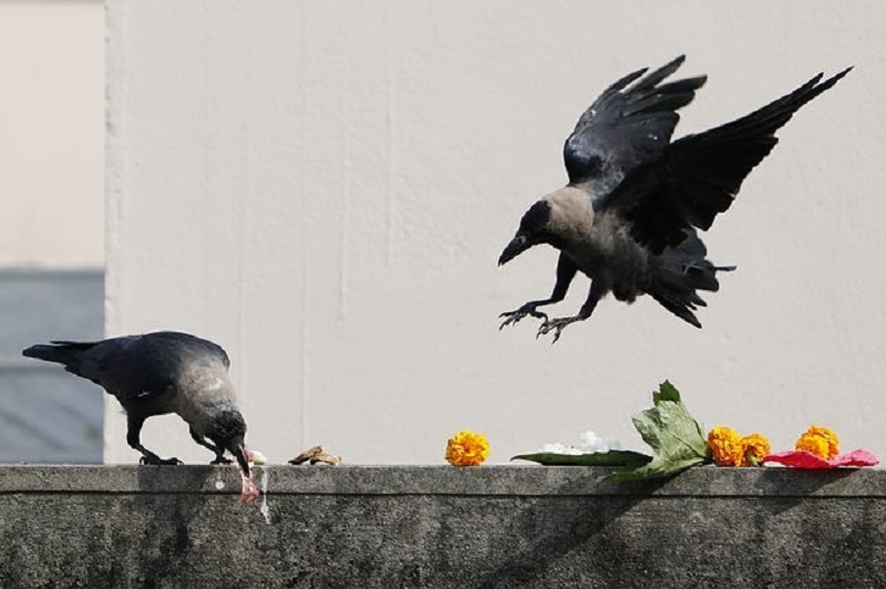 Kaag Tihar being observed