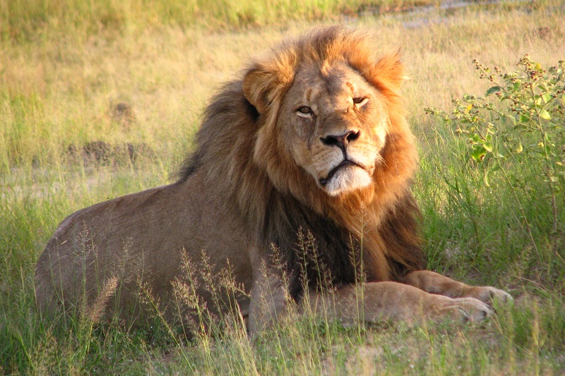 Lion dies of COVID-19 in Chennai zoo