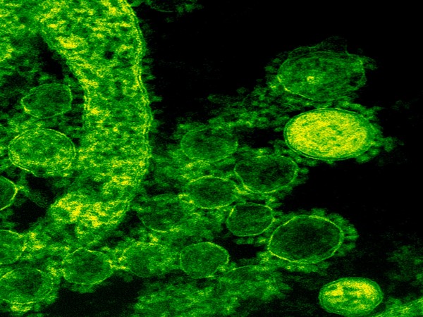 The cells that keep fungal infections at bay