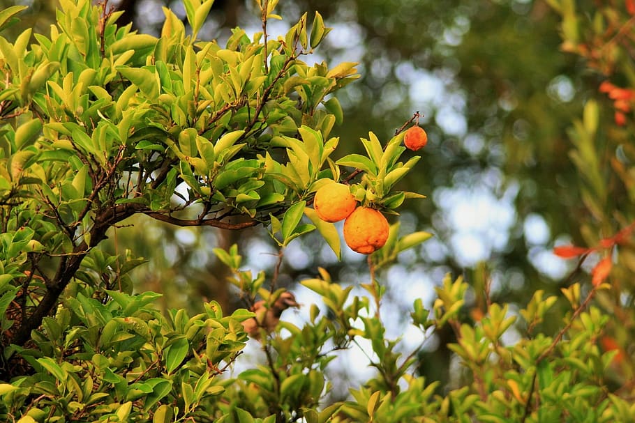 Storm damages Lemon farming in Tanahu