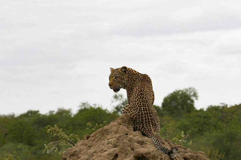 14 children killed in leopard attacks