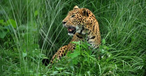 Regular sightings of leopards make locals anxious in Tanahun