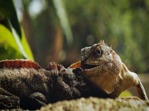 Researchers present new bizarre species of extinct lizard